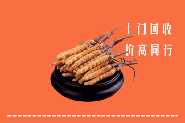 高价求购：火炬区回收散虫草